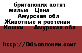  британских котят милые › Цена ­ 3 000 - Амурская обл. Животные и растения » Кошки   . Амурская обл.